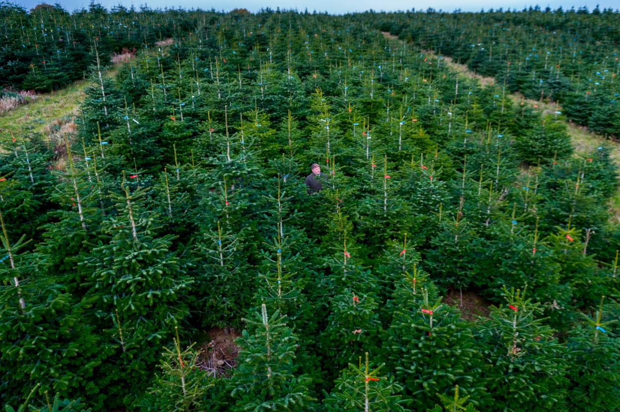 Stockeld Park Christmas Trees