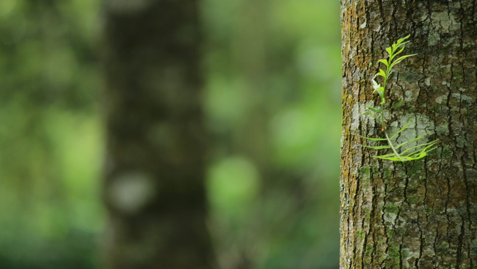 Tree close up