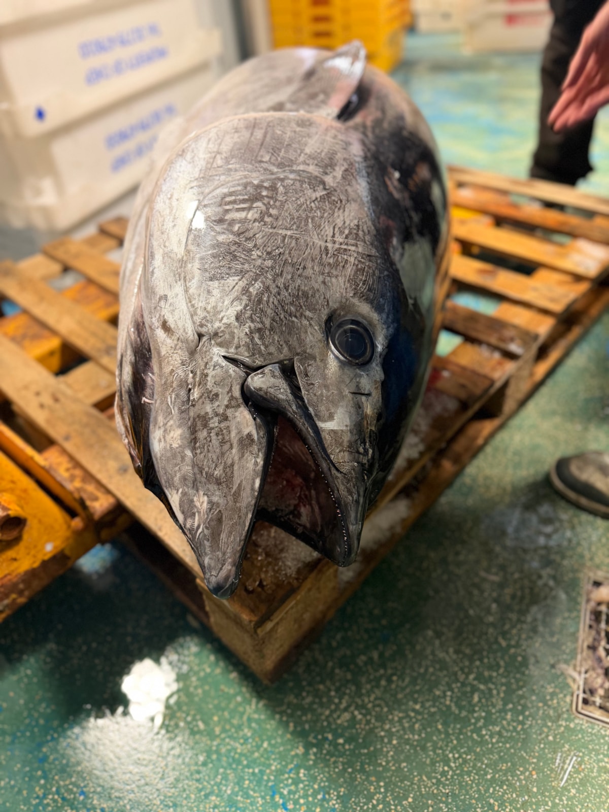 tuna-3