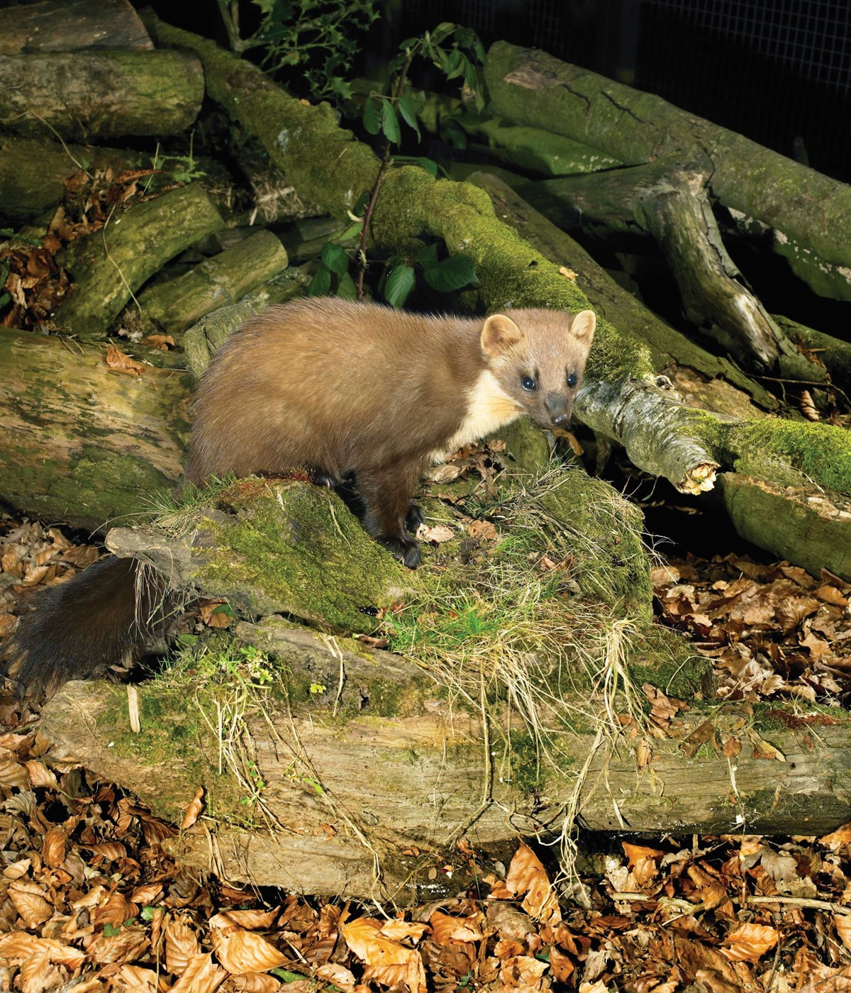 Pine marten pic Frank Greenaway