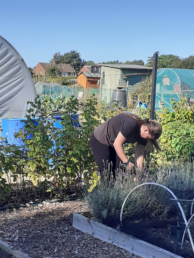 Allotment Judi Billing 03