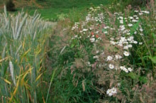 Field Margin ©Lorne Gill-NatureScot: Field Margin ©Lorne Gill-NatureScot