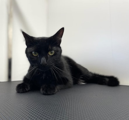 Bolt the cat, TPE (1)