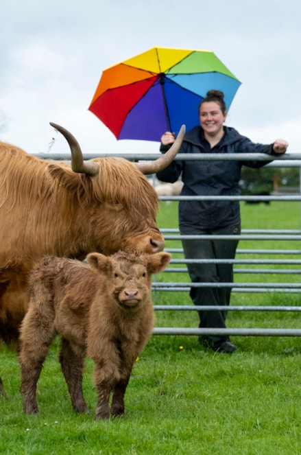 Assistant Stockperson Carly Hood meets highland calves Maisie and Ishbel at the National Museum of Rural Life. Photo © Chris James (2)