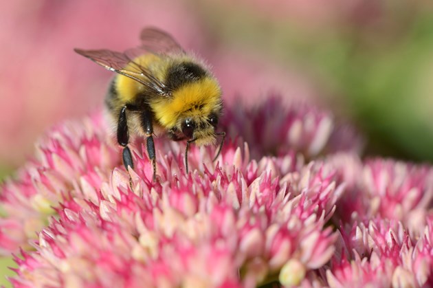 Progress report reveals boost for bees: Bumblebee feeding on garden seedum ©Lorne Gill / NatureScot