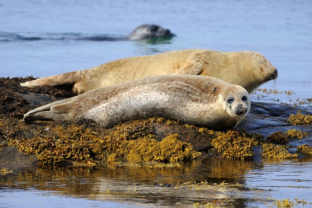 Appeal to help protect Mull wildlife: Harbour (common) seal ©Lorne Gill/NatureScot