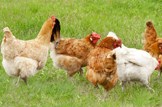 Call for Scottish chicken sourcing policy: Agriculture-farming-livestock-hens-chickens