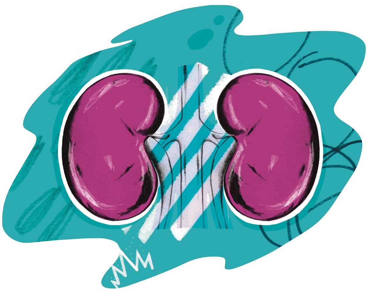 Organ Donation - Kidneys - Illustration - JPG