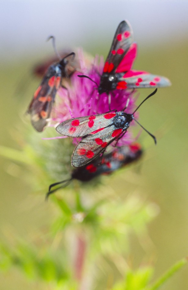 Six-spot burnet moths: Six-spot burnet moths ©Lorne Gill/NatureScot