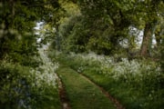 New Forest Forest 4: New Forest Forest 4