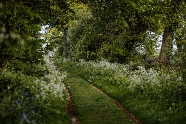 New Forest Forest 4