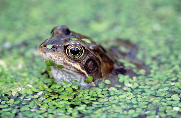 Nature fund open for new applications: Common frog in a garden pond ©Lorne Gill/NatureScot