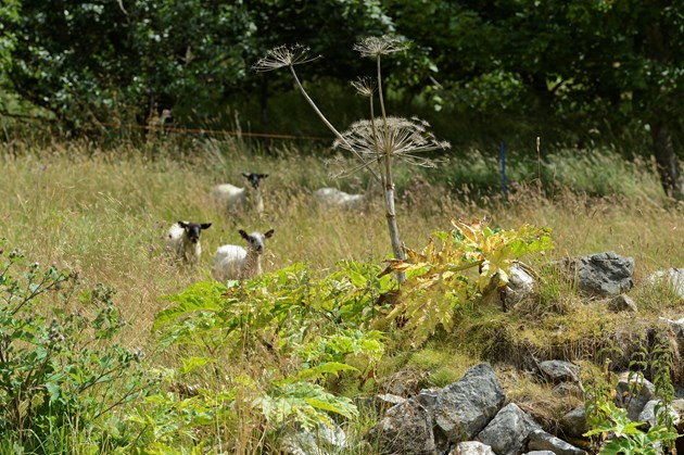 Sheep going toward giant hogweed: A giant hogweed (Heracleum mantegazzianum) and sheep grazing demonstration project at as part of the Scottish Invasive Species Inititaive between Scottish Natural Heriatge, Deveron, Bogie and Isla Fisheries Trust and Aberdeen University. ©Lorne Gill/SNH. For information on reproduction rights contact the Scottish Natural Heritage Image Library on Tel. 01738 444177 or www.nature.scot