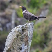 Ring Ouzel in Cwm Idwal - Ben Porter (3)