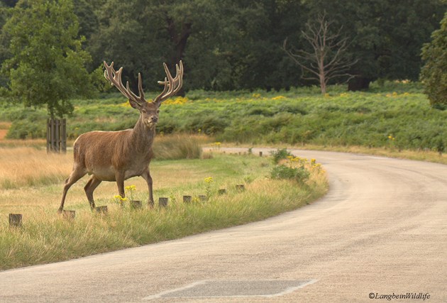 J Langbein RedDeerStagRoadCross 1715