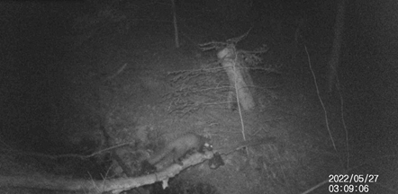 Pine marten caught on camera (Forestry England/Crown Copyright)