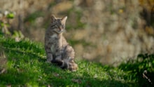 A wildcat sitting on the ground. Credit SCOTLAND The Big Picture.: A wildcat sitting on the ground. Credit SCOTLAND The Big Picture.