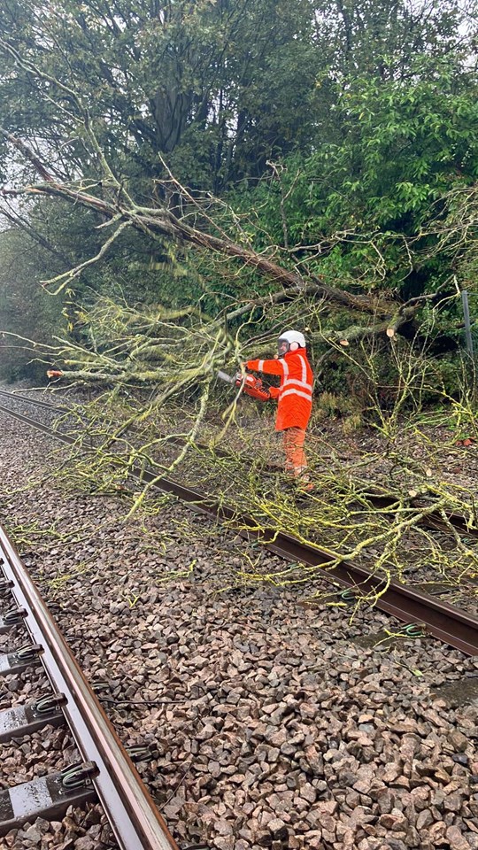 Fallen tree at Wingfield, Network Rail