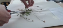 Species on the Edge - Community Herbarium (c) Louise Senior