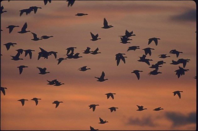 Loch Leven: pink-footed geese at sunset