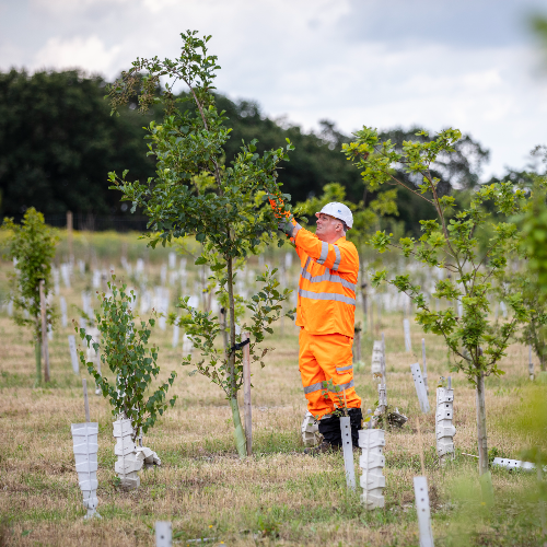 Tree planting