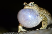 Male natterjack Chris Dresh: Male natterjack Chris Dresh