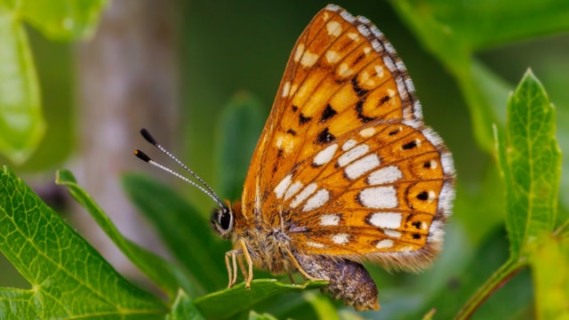 Buckinghamshire railway helping to protect rare species of butterfly: cropped-Duke f und, Wadborough Field, 160523