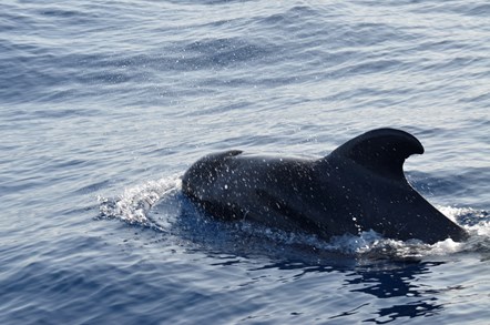 Short-finned pilot whale copyright Georg Hantke 2