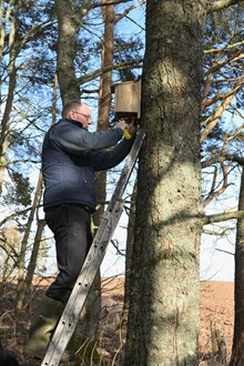Volunteer putting up nest boxes ©Lorne Gill/NatureScot: Erecting bird nest boxes in woodland at Battleby, Perthshire. ©Lorne Gill/NatureScot