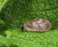 Buglife - Megalomus hirtus, Craigeven Bay, 20210629 (c) Nick Littlewood: Buglife - Megalomus hirtus, Craigeven Bay, 20210629 (c) Nick Littlewood
