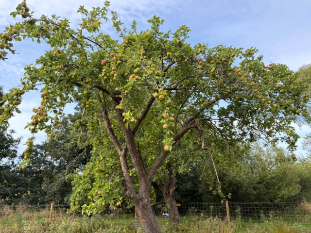 Barnhill Orchard 18.09.25 (3): Barnhill Orchard 18.09.25 (3)