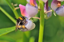 A bumblebee gathering pollen and drinking nectar from a common vetch (Vicia sativa). ©Lorne Gill/NatureScot