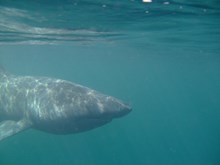 Basking shark pics: Basking shark pics copyright SNH