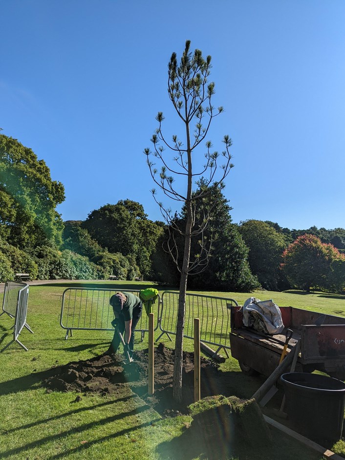 Temple Newsam centenary: A beautiful Corsican Pine tree has been planted on site to replace a magnificent larch tree which finally succumbed to its advancing years and fell in the 1990’s. 
The tree was part-funded by the Friends of Temple Newsam and was blessed by the Bishop Leeds. It has already been grown from a seed and cared for by the same nurseryman for more than 40 years.