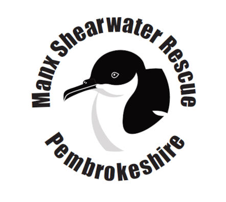 Manx Shearwater Rescue Pembrokeshire