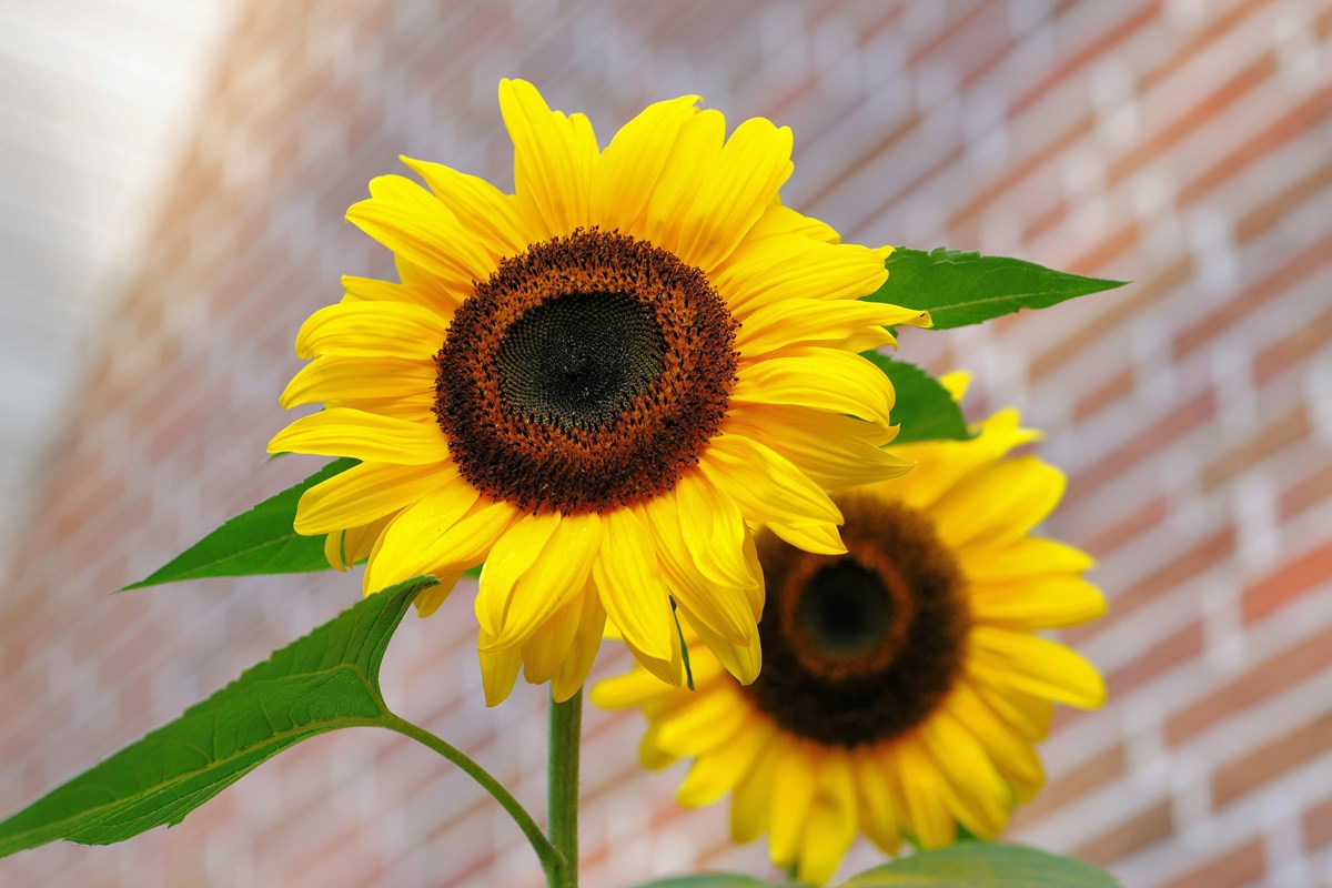 yellow sunflower