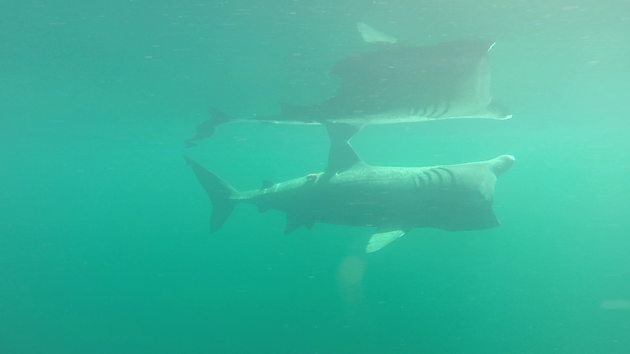 SharkCam basking shark project screenshot 2 ©WHOI