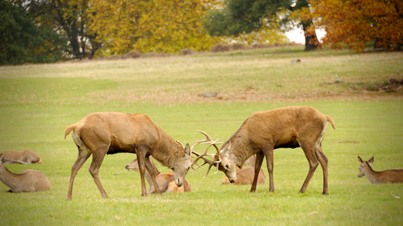 Caution – deer crossing: Deer crossing