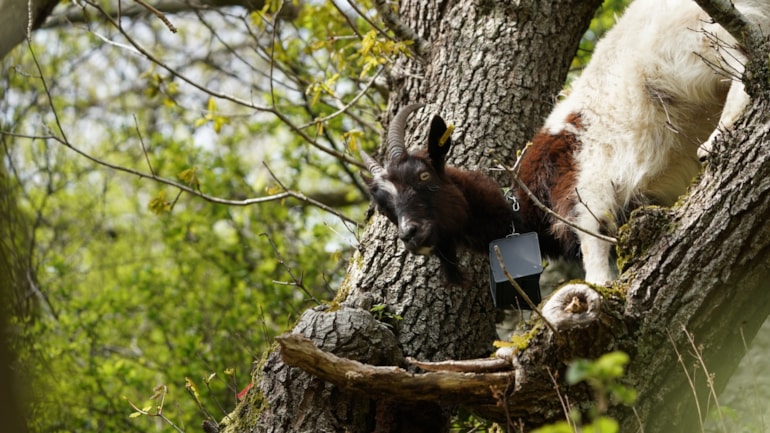 Raising the baa for ecology - goats to make Blaenavon Ironworks their home