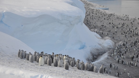 Emperor penguin populations in Antarctica declining faster than thought: 10010187 Emperor penguins Aptenodytes forsteri) on the sea ice close to Halley Research Station on the Brunt Ice Shelf. Credit Christopher Walton