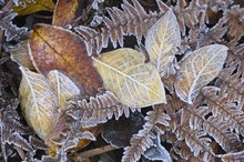 Frosted leaves near Battleby, Perthshire ©Lorne Gill/NatureScot