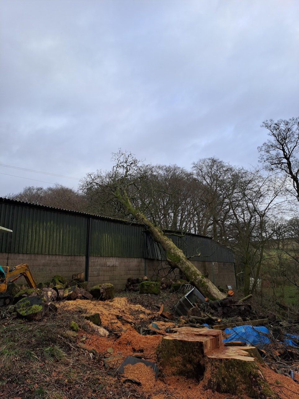 Fallen tree on overhead line near Dunsop Bridge