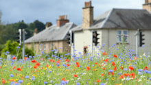 Upload Wildflowers-D6898 (DAMS Ref254915): Upload Wildflowers-D6898 (DAMS Ref254915)