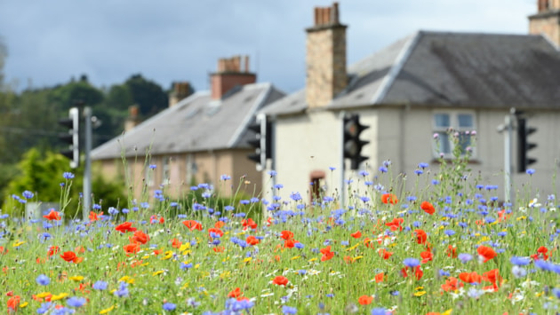 New planning tool to help developers improve nature: Upload Wildflowers-D6898 (DAMS Ref254915)