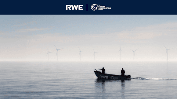 RWE and The Oyster Restoration Company complete feasibility project for large-scale native oyster restoration: RWE and TORC header banner 2