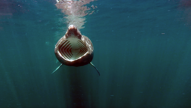 Basking shark feeding ©Oceanographic Systems Lab, WHOI
