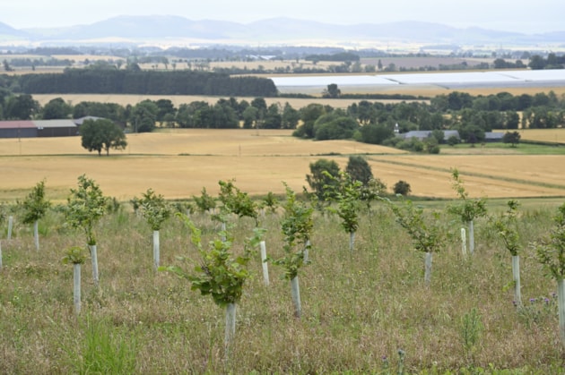 New woodlands at Easter Rattray Farm, Strathmore near Blairgowrie
