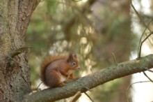 Red squirrel: Red squirrel on tree branch. Image credit Lorne Gill/NatureScot.