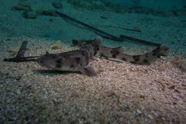 The near-threatened nursehound shark (Scyliorhinus stellaris) off the coast of Malta (Credit - Rasmus Loeth Petersen)