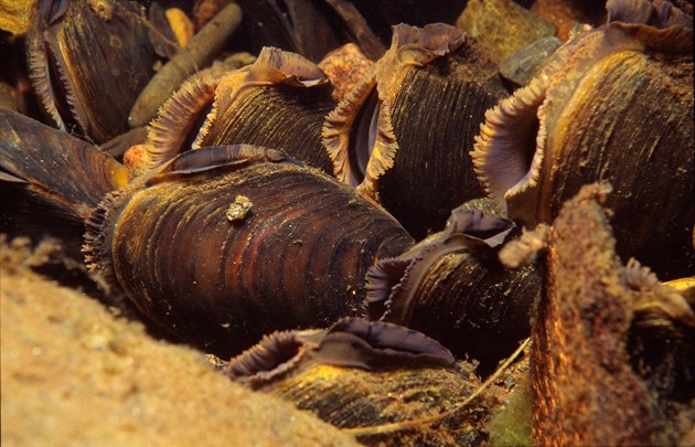 Freshwater pearl mussels: Please credit Scottish Natural Heritage (SNH) for use of picture.
